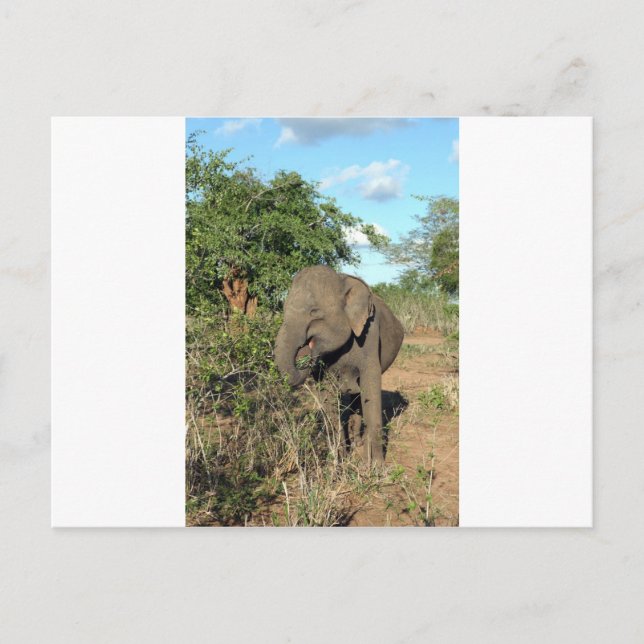 Elephant feeding Uda Walawe National park Postcard (Front)