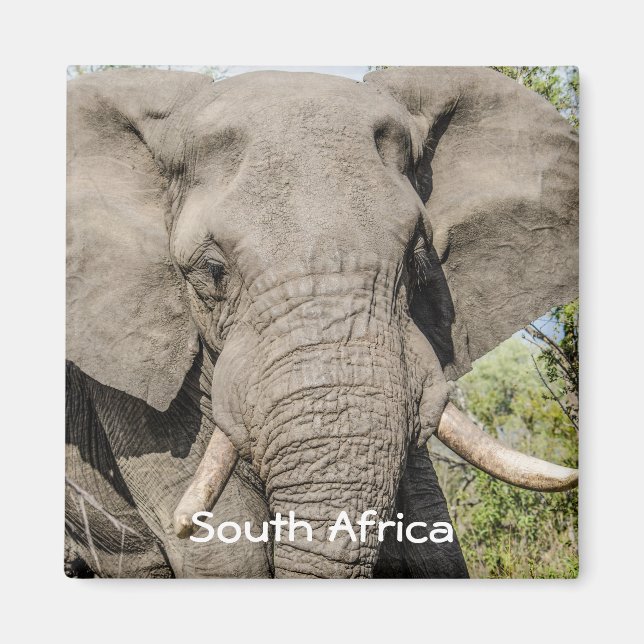 Elephant Fridge Magnet - South Africa (Front)