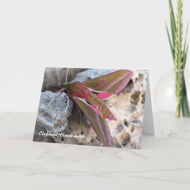 Elephant Hawk-moth Greetings Card (Front)