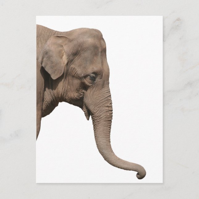 Elephant head postcard (Front)
