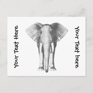 Elephant in Black and White Postcard
