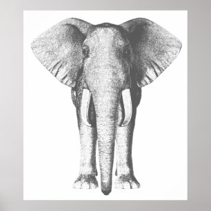 Elephant in Black and White Poster