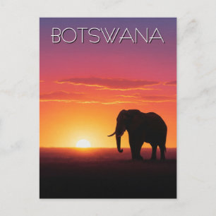 Elephant in Botswana sunset travel Postcard
