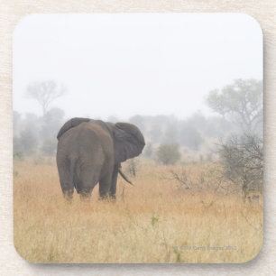 Elephant in early morning fog, Kruger National Coaster