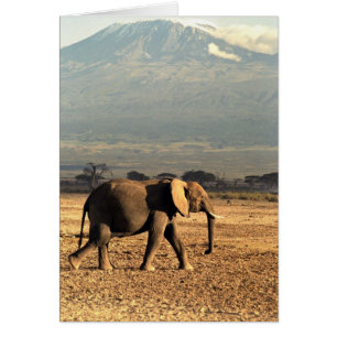 Elephant in front of Kilimanjaro