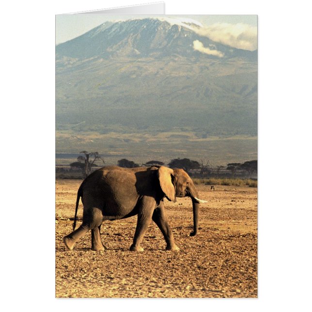 Elephant in front of Kilimanjaro (Front)