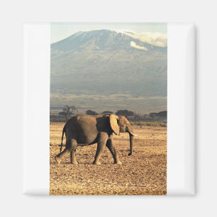 Elephant in front of Kilimanjaro Magnet