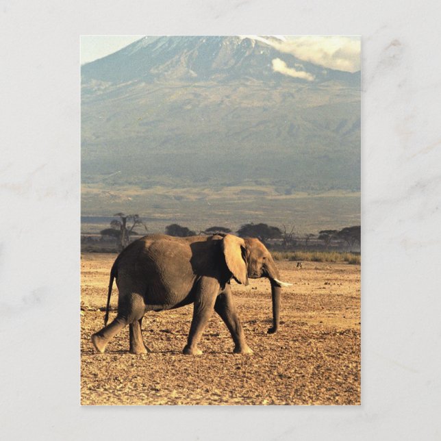 Elephant in front of Kilimanjaro Postcard (Front)