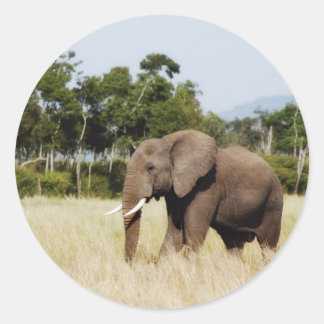 Elephant in Masai Mara, Kenya sticker