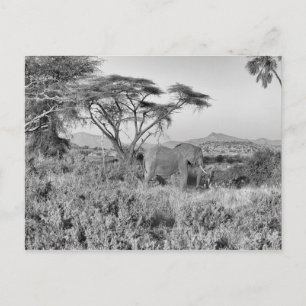 Elephant in Samburu Postcard