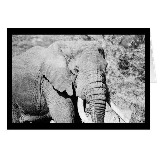 Elephant in the Serengeti (Front Horizontal)