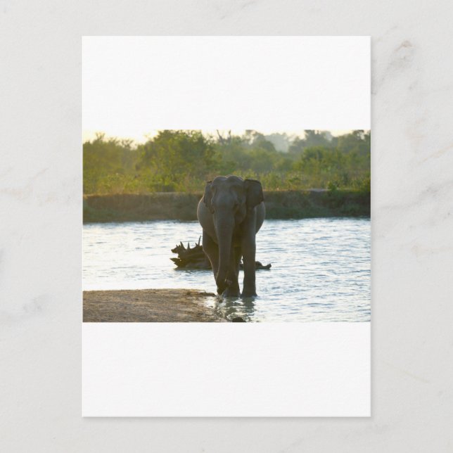 Elephant in waterhole postcard (Front)