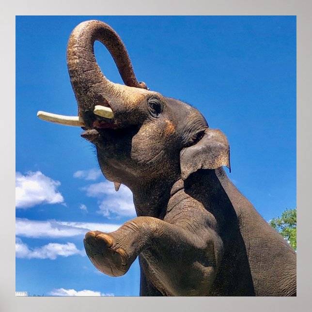 Elephant, Jungle, Safari, Poster de mur de la natu (Devant)