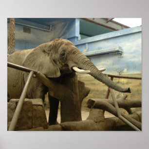 Elephant Love Poster