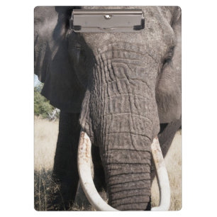 Elephant (Loxodonta africana), Abu Camp 3 Clipboard