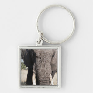 Elephant (Loxodonta africana), Abu Camp 3 Keychain
