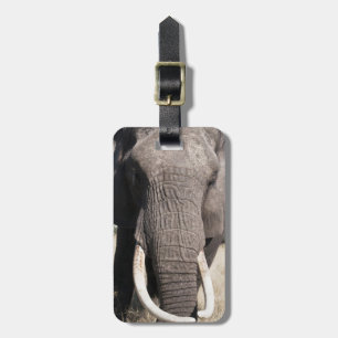 Elephant (Loxodonta africana), Abu Camp 3 Luggage Tag