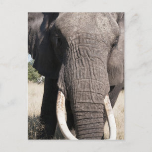 Elephant (Loxodonta africana), Abu Camp 3 Postcard