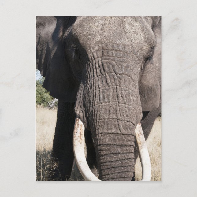 Elephant (Loxodonta africana), Abu Camp 3 Postcard (Front)