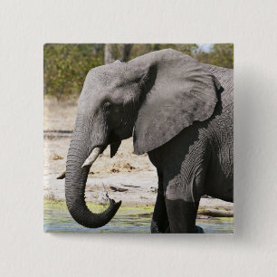 Elephant (Loxodonta africana), Savute Channel 2 Inch Square Button
