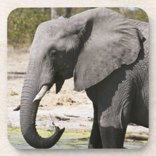 Elephant (Loxodonta africana), Savute Channel Coaster