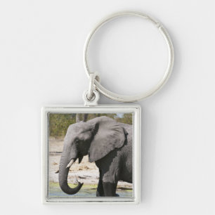 Elephant (Loxodonta africana), Savute Channel Keychain