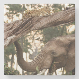 Elephant (Loxodonta) Testing Scent Of Leopard Stone Coaster