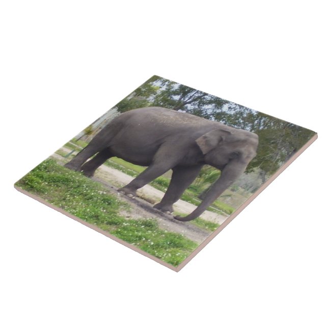 Elephant on Peaceful Meadow Path Tile (Side)