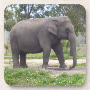Elephant on Shaded Meadow Walk Coaster