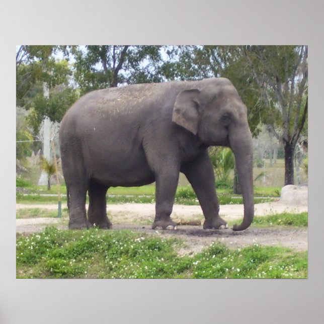 Elephant on Still Woodland Path Poster (Front)