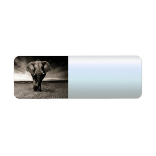 Elephant on the Run
