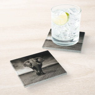 Elephant on the Run Glass Coaster