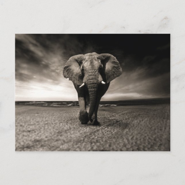 Elephant on the Run Postcard (Front)