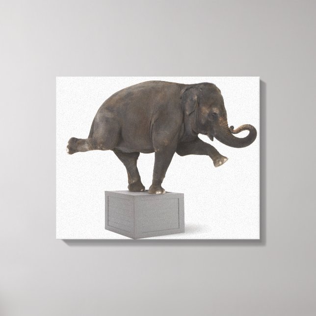 Elephant performing trick on box canvas print (Front)