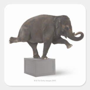 Elephant performing trick on box square sticker