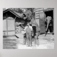Elephant Performs a Trick, 1915. Vintage Photo