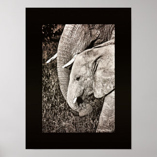 Elephant photo African art PORTFOLIO size Poster