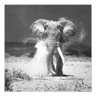 Elephant Photo Print