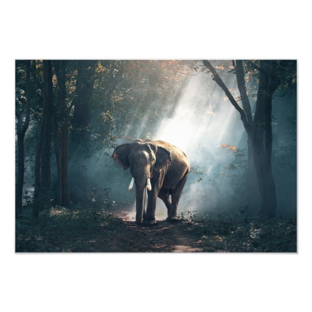 Elephant Photo Print (Front)