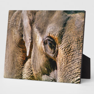 ELEPHANT PLAQUE