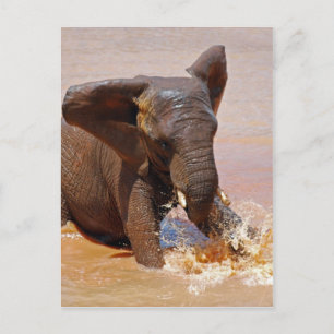 Elephant playing with water postcard