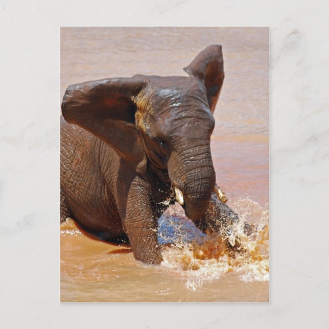 Elephant playing with water postcard (Front)