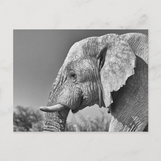 Elephant portrait postcard (Front)