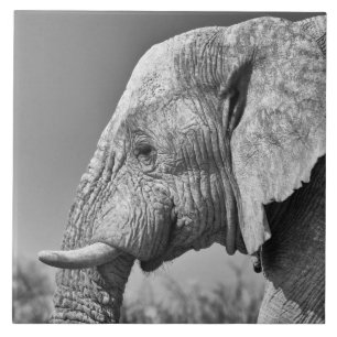 Elephant portrait tile