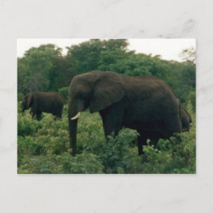 elephant postcard