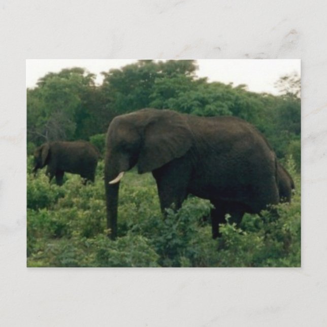 elephant postcard (Front)