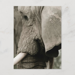 Elephant Postcard