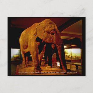 Elephant Postcard