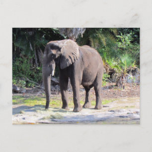 Elephant Postcard