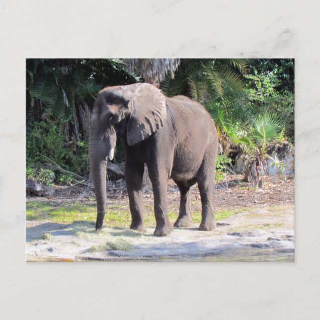 Elephant Postcard (Front)